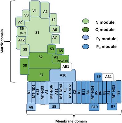 Using fruit flies to delve into mosquito insecticide resistance